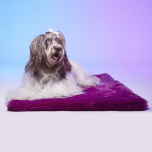 Le Tapis TOKYO |  Tapis pour chien et chat haut de gamme | Violet intense