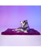 Le Tapis TOKYO |  Tapis pour chien et chat haut de gamme | Violet intense