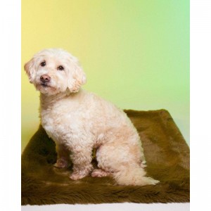 Le Tapis UBUD | Tapis pour chien et chat haut de gamme | Kaki
