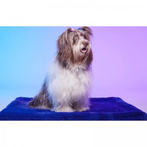 Le Tapis LONDON | Tapis pour chien et chat haut de gamme | Bleu royal