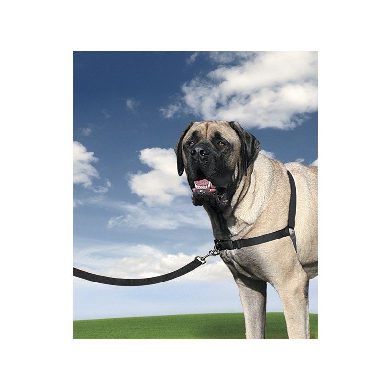 Easy Walk | Chien | Harnais + laisse nylon noir