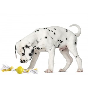 Karlie | Chien | Balle de tennis de 6 cm avec noeuds en coton
