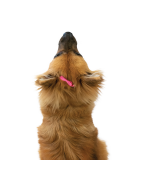 HPP | Chien | Barrette plastique