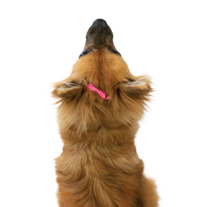 HPP | Chien | Barrette plastique