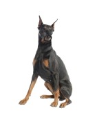 Muselière en nylon pour chien