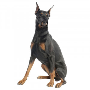 Muselière en nylon pour chien