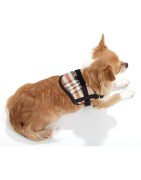 Harnais pour petit chien confort et sécuritaire Teeny Weeny | Anglais