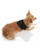 Harnais pour petit chien confort et sécuritaire Teeny Weeny | Noir