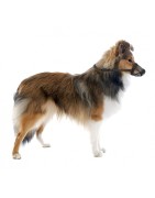 Muselière en nylon pour chien avec filet anti-intoxication