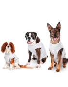 Body de soin pour chien | Protection des blessures