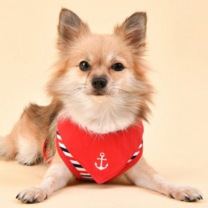 Harnais réglable Seaman rouge | Puppia