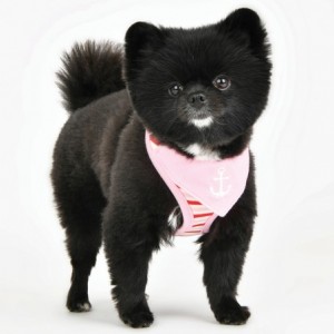 Harnais réglable Seaman rose | Puppia