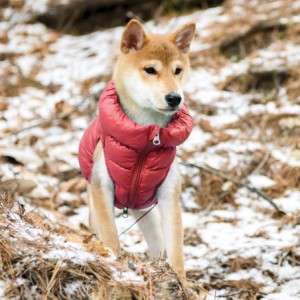 Doudoune Ultralight rouge | Puppia