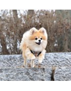 Harnais veste Junior noir | Puppia
