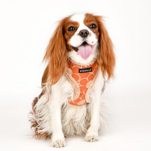 Harnais ajustable pour chien | PUPPIA FLORENT | Orange avec fourrure