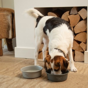 Gamelle acier inoxydable FERIBO | Chien et chat