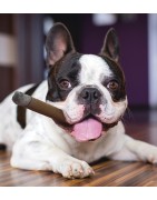 Jouet pour chien rigolo | Cigare en latex | 10 cm
