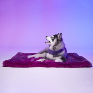 Le Tapis Collection RAINBOW PARTY | Violet avec personnages