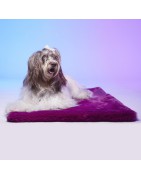 Le Tapis Collection RAINBOW PARTY | Violet avec personnages